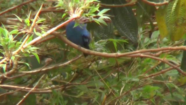 Blue-and-black Tanager (Blue-and-black) - ML201125021