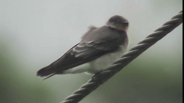 Southern Rough-winged Swallow - ML201125351