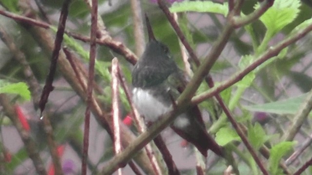 Snowy-bellied Hummingbird - ML201125371