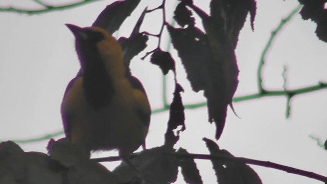 Yellow-tailed Oriole - ML201125611