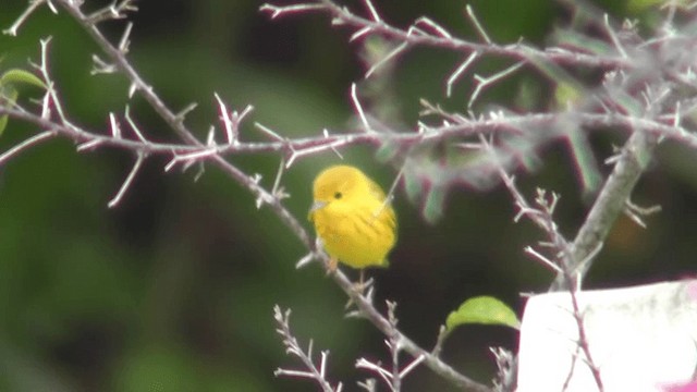 Yellow Warbler - ML201125621