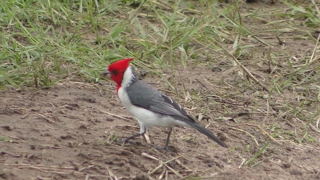 Red-crested Cardinal - ML201126141