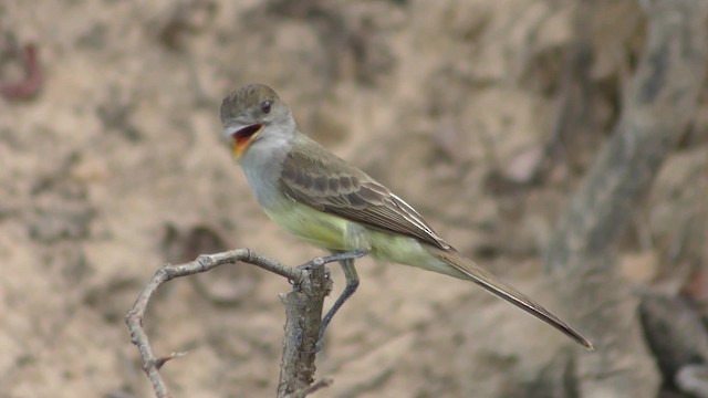 Short-crested Flycatcher - ML201126271