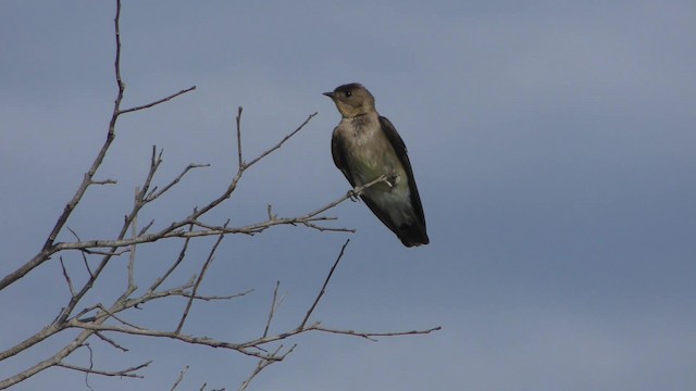 Southern Rough-winged Swallow - ML201126311
