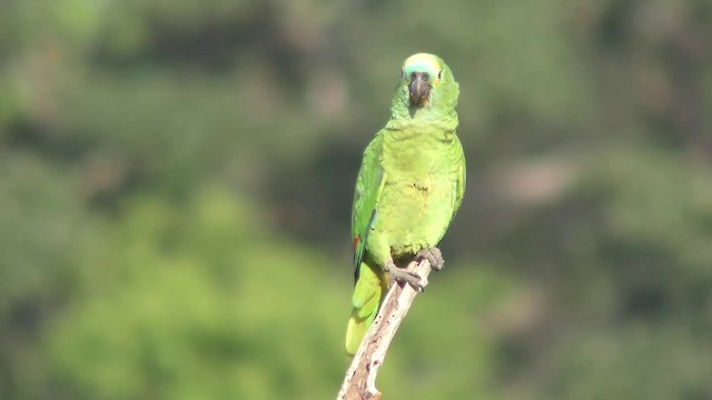 Turquoise-fronted Parrot - ML201126381
