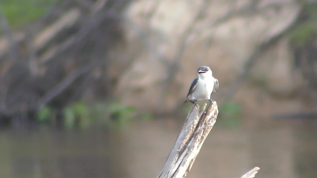 White-winged Swallow - ML201126411