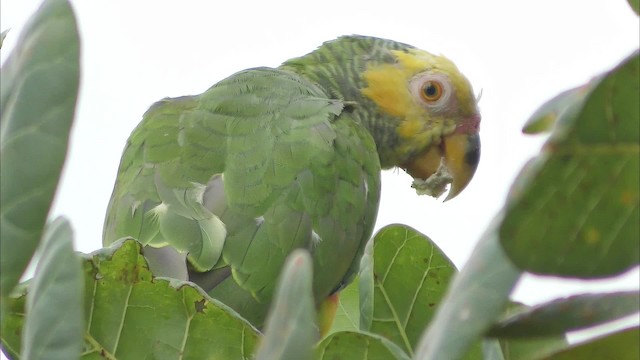 Yellow-faced Parrot - ML201126451