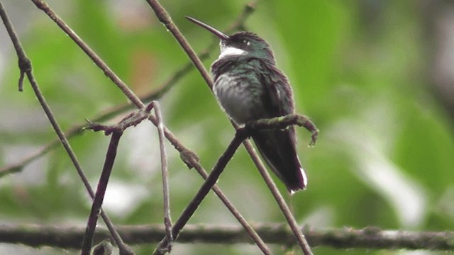 White-throated Hummingbird - ML201127041