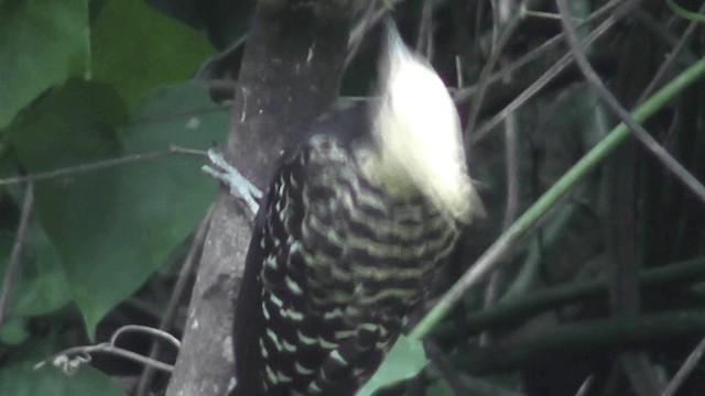 Blond-crested Woodpecker - ML201127101