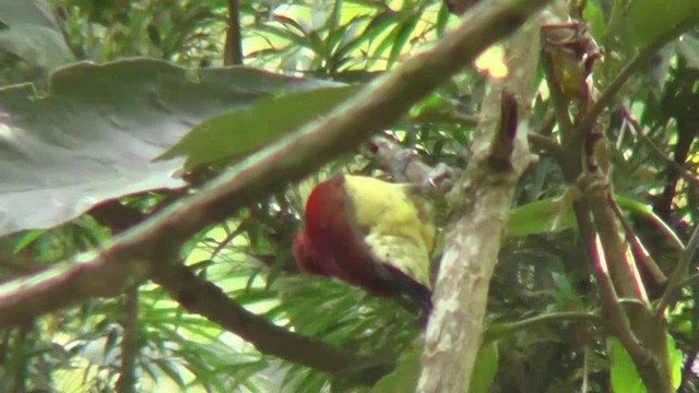 Crimson-mantled Woodpecker (Crimson-mantled) - ML201127371