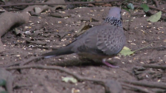 Spotted Dove (Eastern) - ML201128041