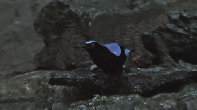 Asian Fairy-bluebird - ML201128131