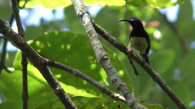 Black-throated Sunbird - ML201128201