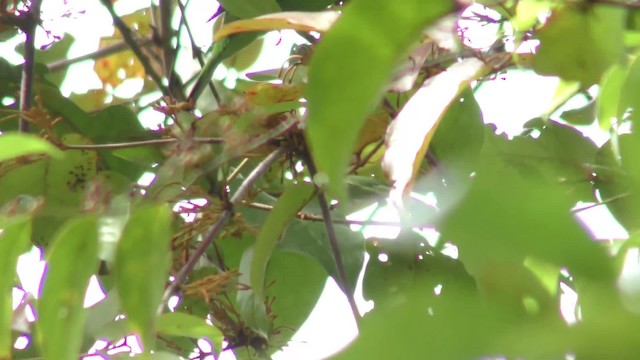 Greater Green Leafbird - ML201128331