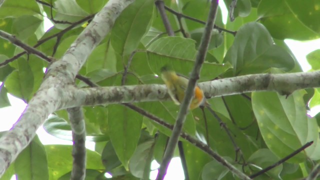 Orange-bellied Flowerpecker - ML201128381