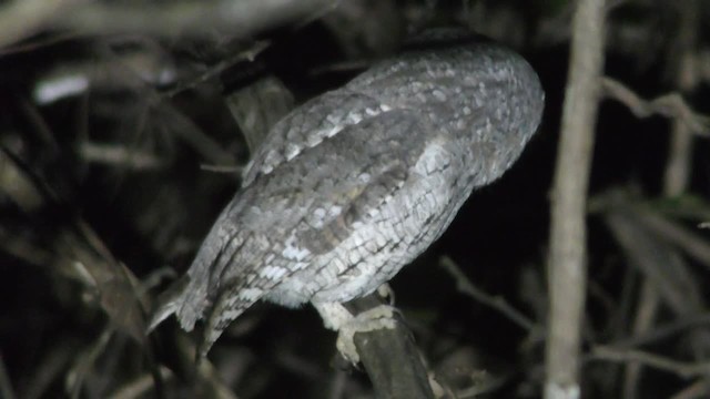 Oriental Scops-Owl - ML201128401