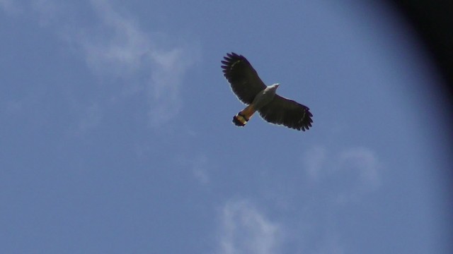 Crane Hawk - ML201128541
