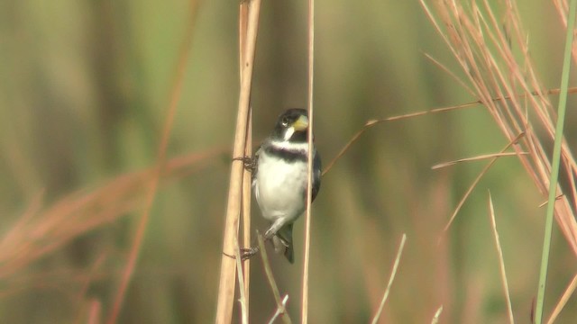 Double-collared Seedeater - ML201128561