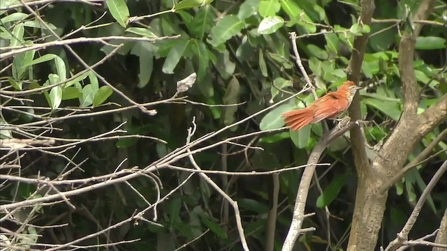 Rusty-backed Spinetail - ML201128821