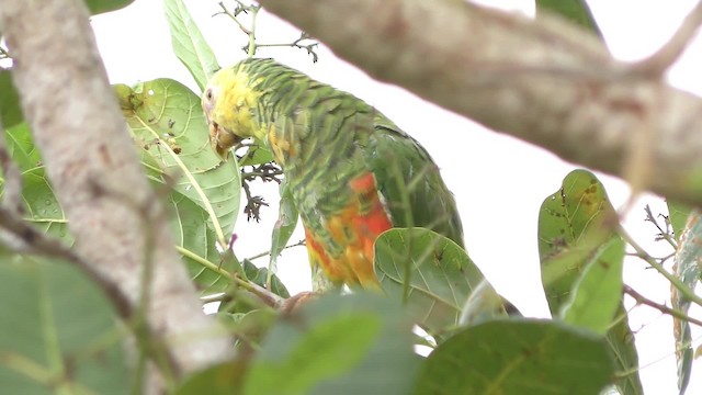 Yellow-faced Parrot - ML201128861