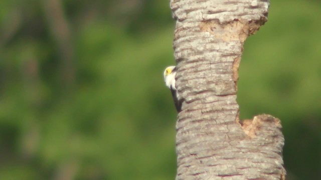 White Woodpecker - ML201129021