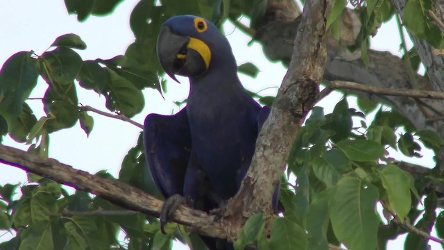 Hyacinth Macaw - ML201129051