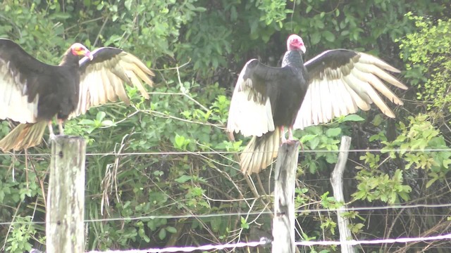 Lesser Yellow-headed Vulture - ML201129161