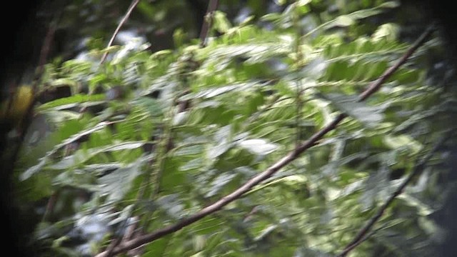 Golden-crowned Warbler (Golden-crowned) - ML201129221