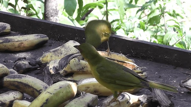 Olive-green Tanager - ML201129331