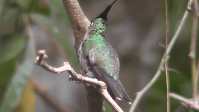 kolibřík copatý - ML201129381