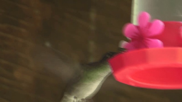 Sombre Hummingbird - ML201129491