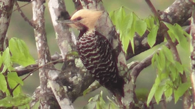 Blond-crested Woodpecker - ML201129621