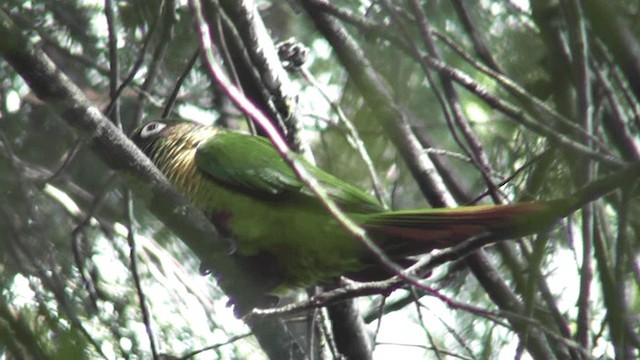 Maroon-bellied Parakeet - ML201129771
