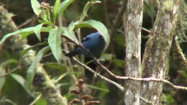 Blue-and-black Tanager (Blue-and-black) - ML201129851