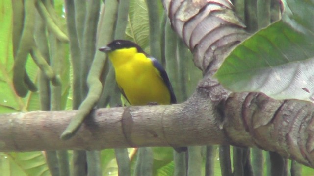 Blue-winged Mountain Tanager (Blue-winged) - ML201129871