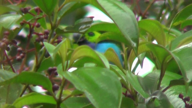 Paradise Tanager - ML201129881