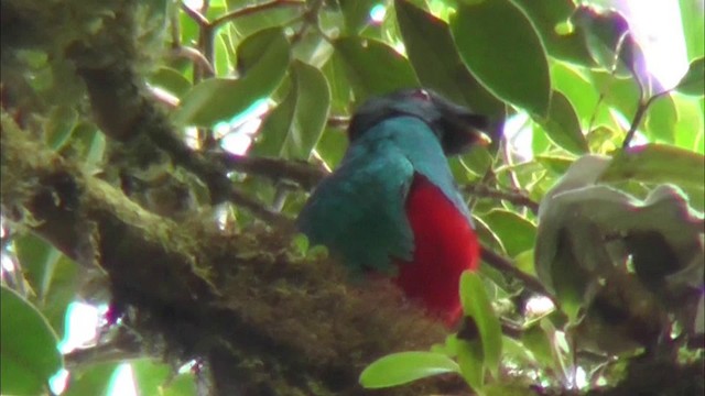 Crested Quetzal - ML201130191