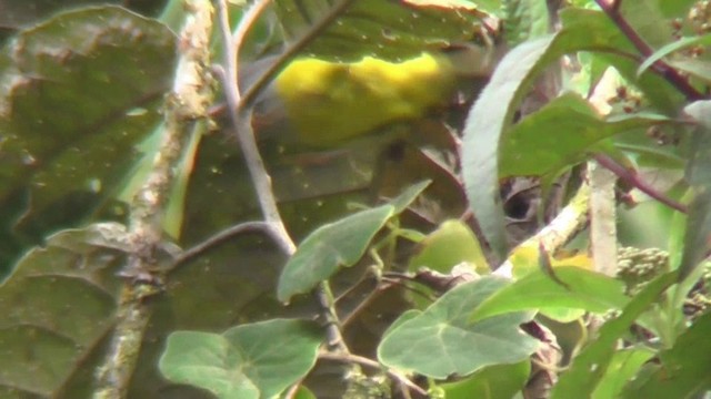 Gray-hooded Bush Tanager (rubrirostris) - ML201130271