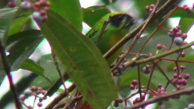 Green-and-gold Tanager - ML201130291
