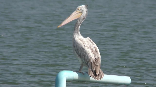 Spot-billed Pelican - ML201130551