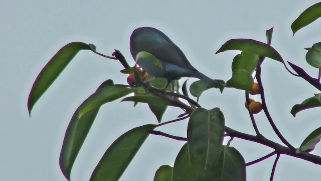 Asian Fairy-bluebird - ML201130901