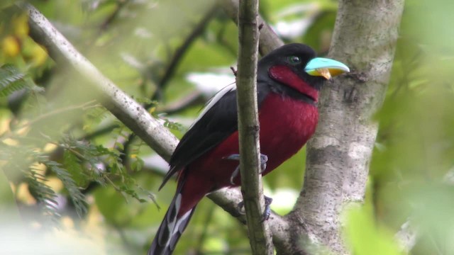 Black-and-red Broadbill (Black-and-red) - ML201130911