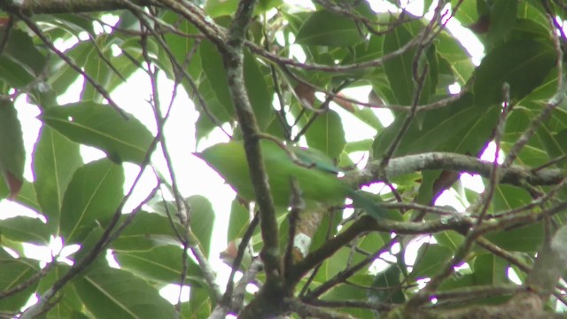 Blue-winged Leafbird - ML201130941