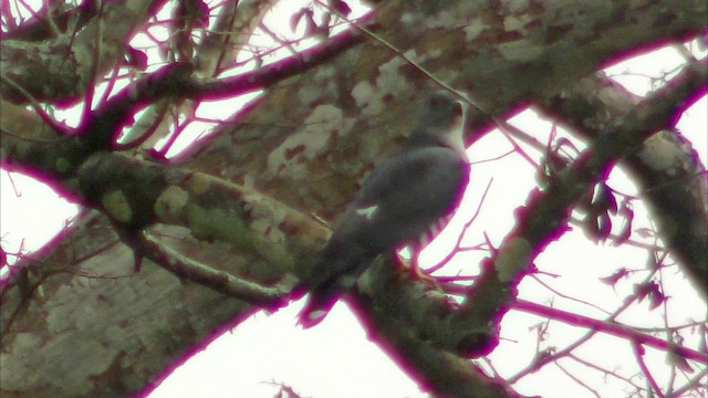 African Cuckoo-Hawk - ML201130971