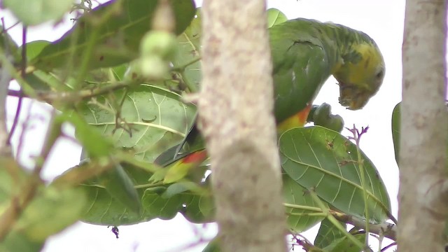 Yellow-faced Parrot - ML201131201