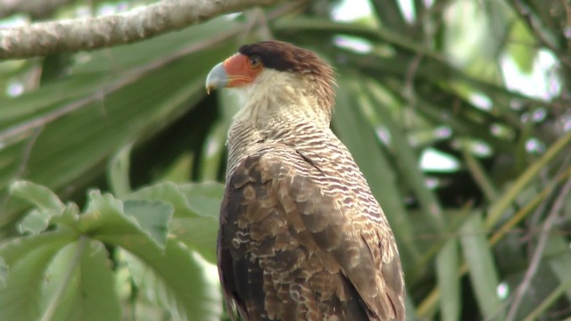Crested Caracara (Southern) - ML201131221