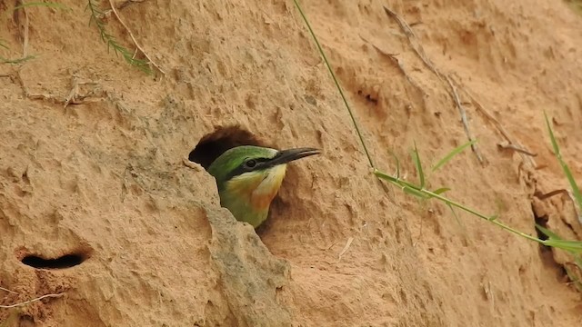 Blue-cheeked Bee-eater - ML201131311