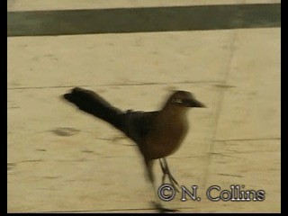 Great-tailed Grackle (Great-tailed) - ML201131331