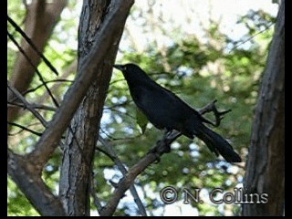 Great-tailed Grackle (Great-tailed) - ML201131341