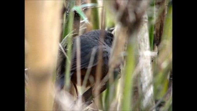  - Ochre-flanked Tapaculo